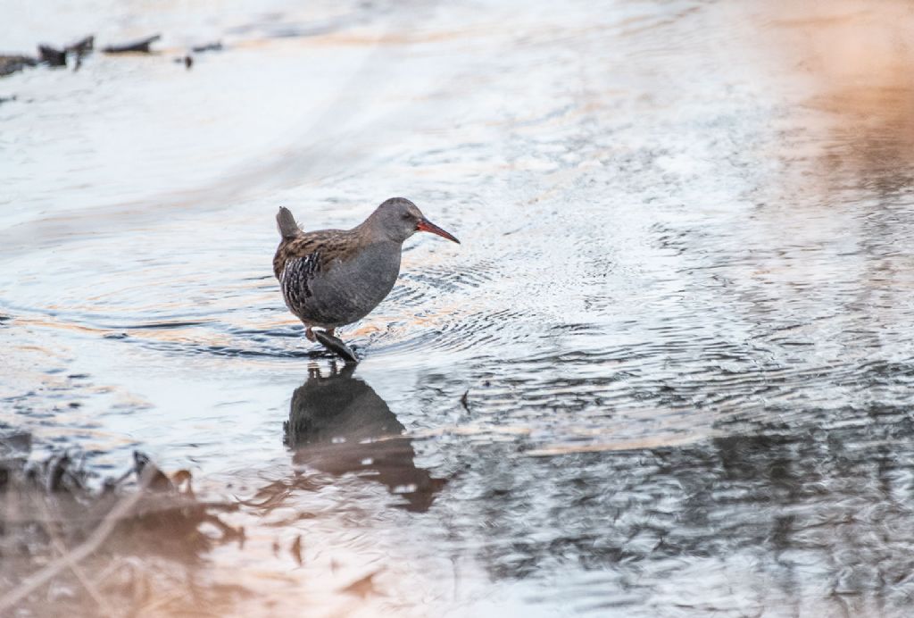 Porciglione (Rallus aquaticus)